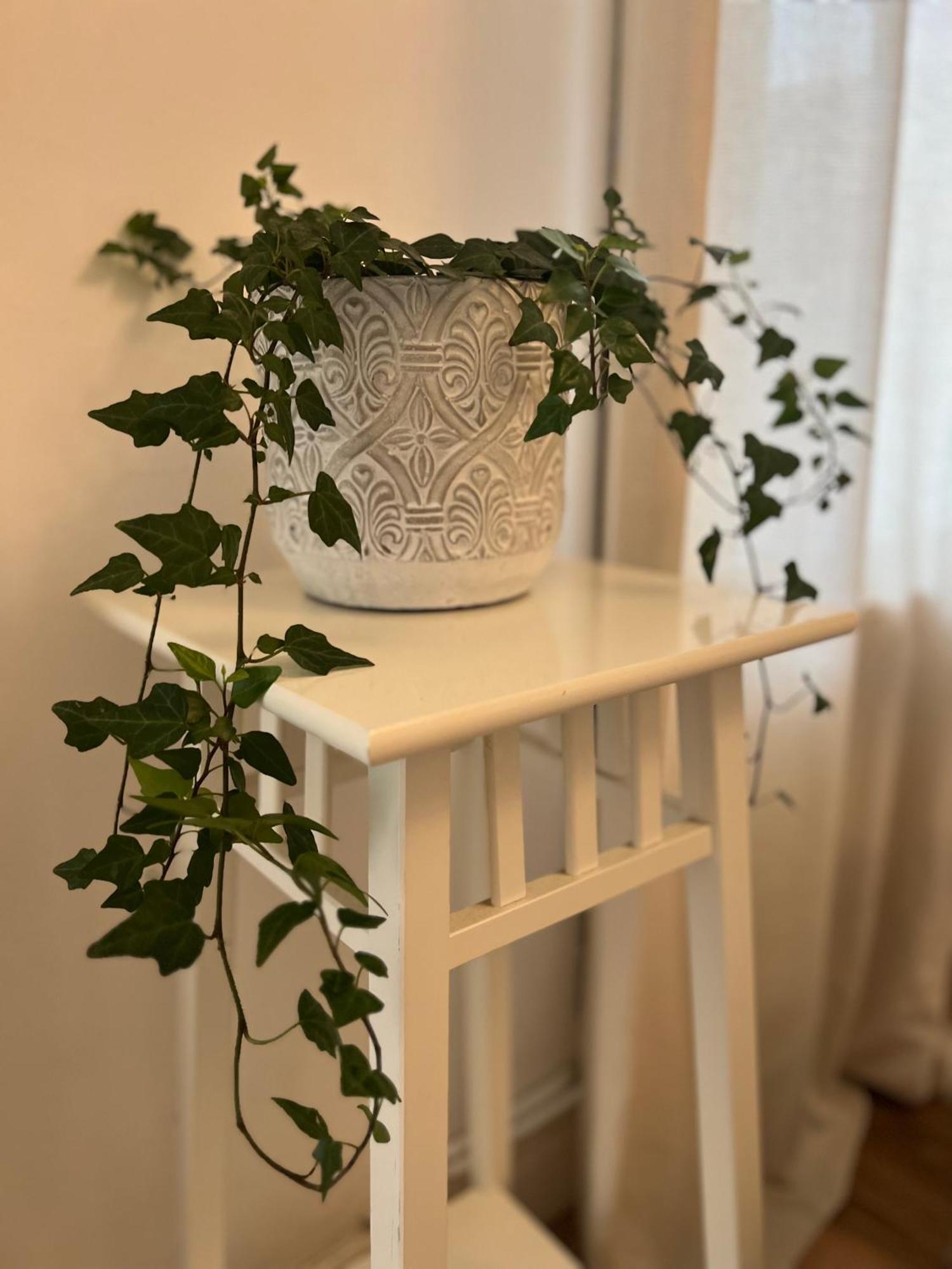 2025 Award Winner Liverpool Ivy House - 4 Bedrooms エクステリア 写真